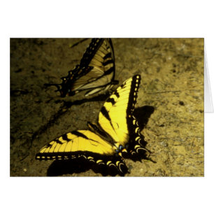 Tiger Frack Butterflies