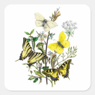 Tiger Frack Butterflies Quadratischer Aufkleber