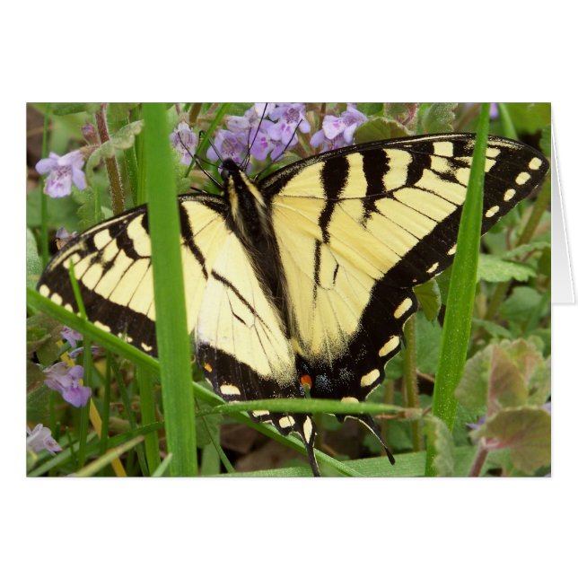 Tiger Frack Butterfly (Vorderseite (Horizontal))
