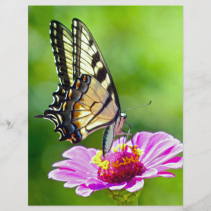 Tiger Frack Butterfly