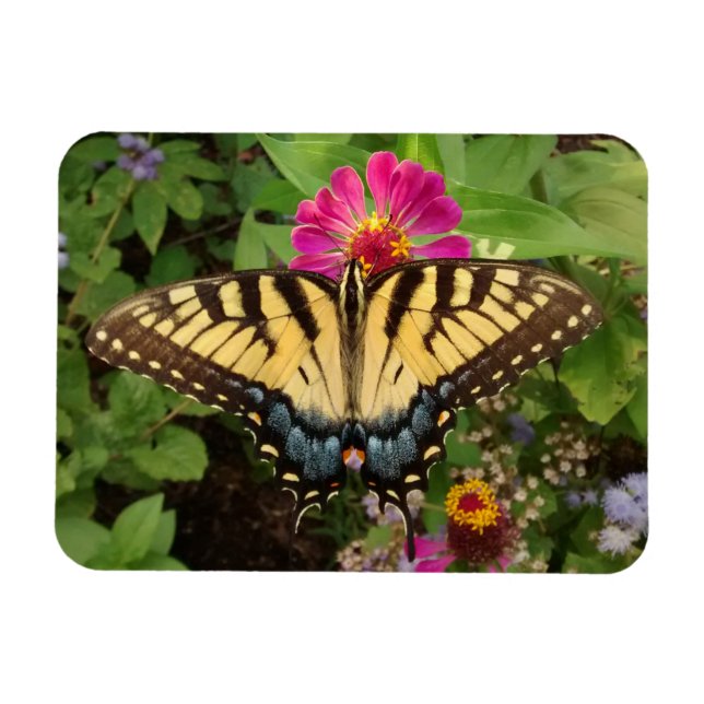 Tiger Frack Butterfly 3"x4 Magnet (Horizontal)