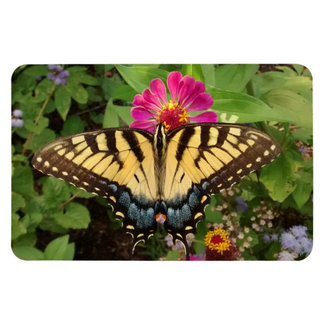 Tiger Frack Butterfly 4"x6" Magnet (Horizontal)
