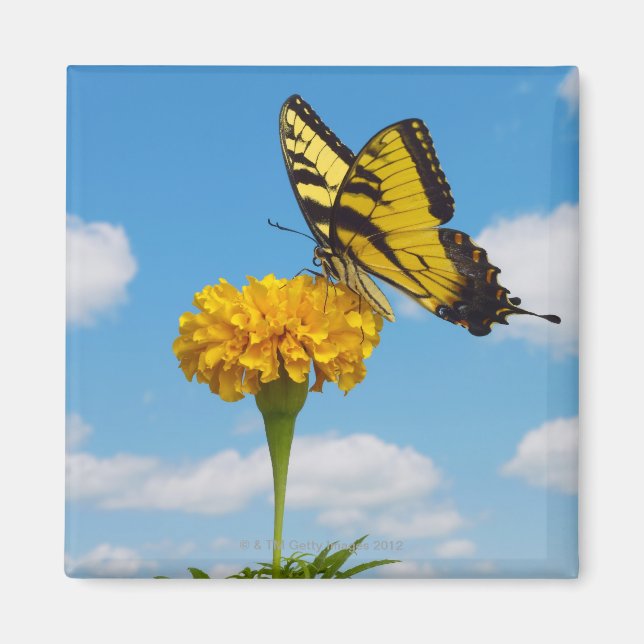 Tiger Frack Butterfly auf einer Blume Magnet (Vorne)