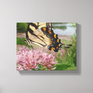 Tiger Frack Butterfly auf Milchkweed Leinwanddruck