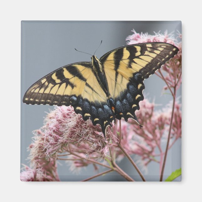 Tiger Frack Butterfly auf rosa Blume Magnet (Vorne)