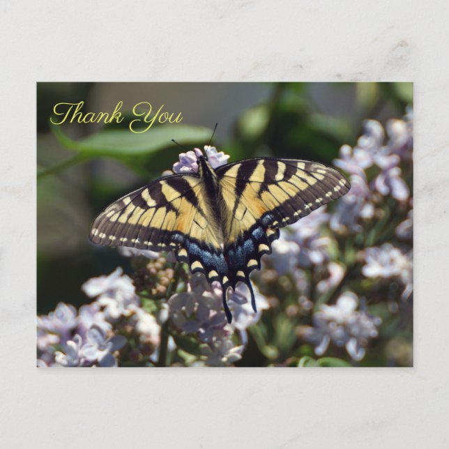 Tiger Frack Butterfly Danke, Postcard Postkarte (Vorderseite)