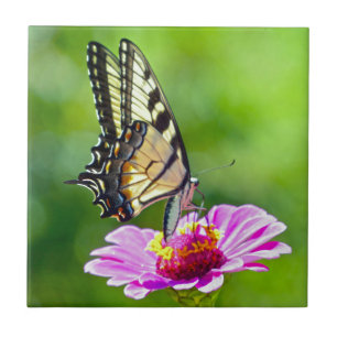 Tiger Frack Butterfly Fliese