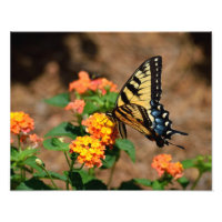 Tiger Frack Butterfly