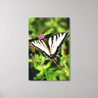Tiger Frack Butterfly. Papilio glacus. Leinwanddruck