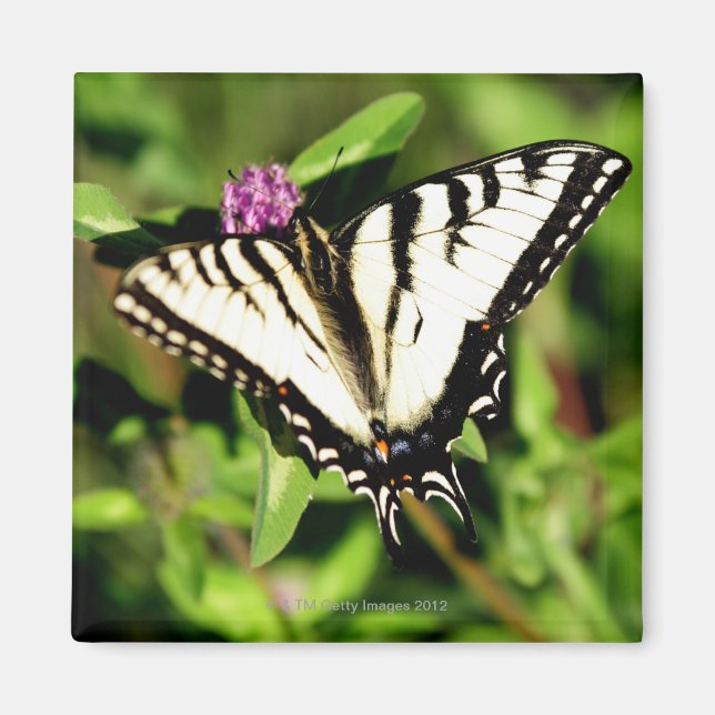Tiger Frack Butterfly. Papilio glacus. Magnet (Vorne)