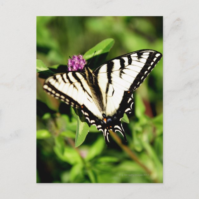 Tiger Frack Butterfly. Papilio glacus. Postkarte (Vorderseite)