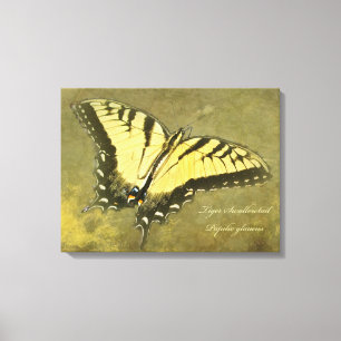 Tiger Frack Butterfly - Papilio glaucus Leinwanddruck