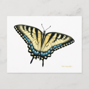 Tiger Frack Butterfly Postcard Postkarte