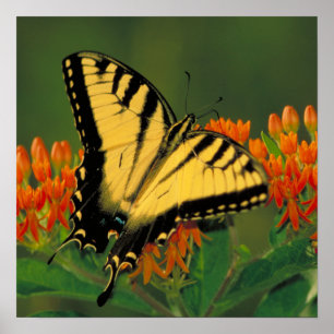 Tiger Frack Butterfly Poster