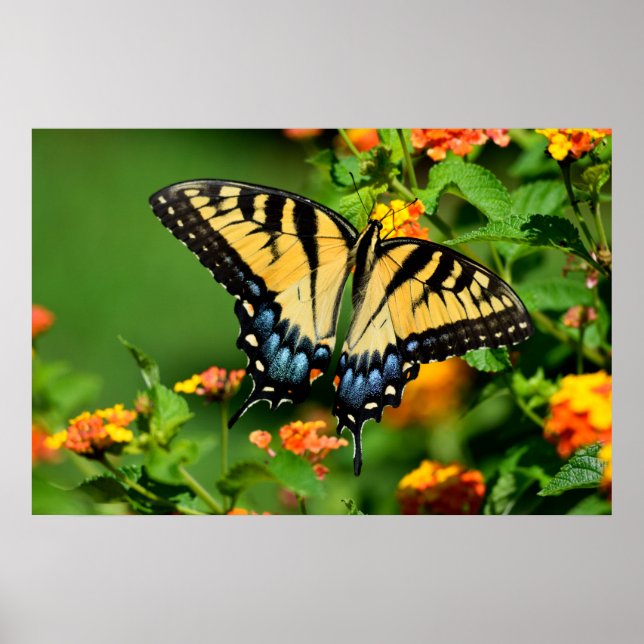 Tiger Frack Butterfly Poster (Vorne)