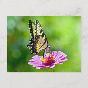 Tiger Frack Butterfly Postkarte