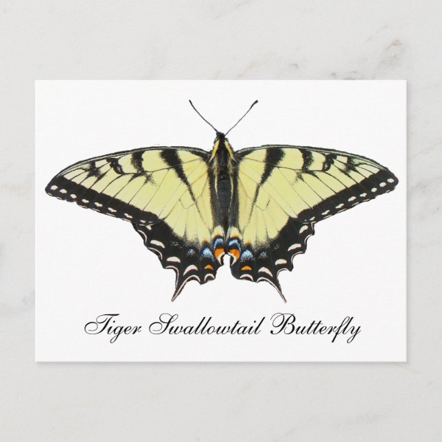 Tiger Frack Butterfly Postkarte (Vorderseite)