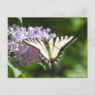 Tiger Frack Butterfly Postkarte