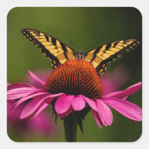 Tiger Frack Butterfly Stickers