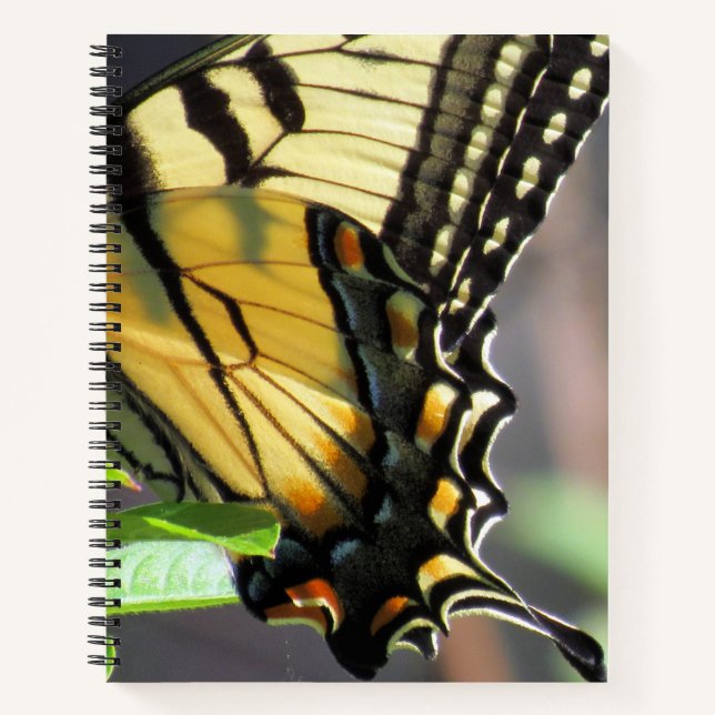 Tiger Frack Butterfly Wing - 8,5 x 11, 8,5 Notizbuch (Vorderseite)