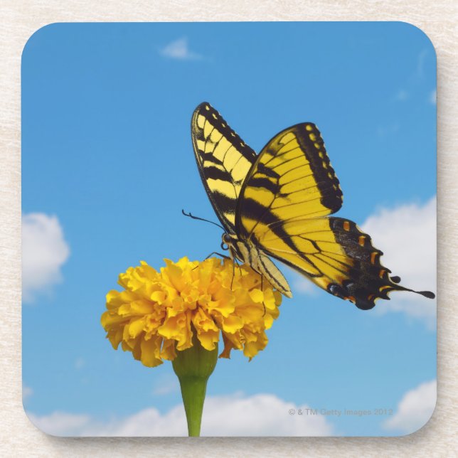 Tiger-Frack-Schmetterling auf einer Blume Untersetzer (Vorderseite)