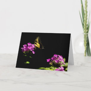 Tiger Frack Schmetterling auf Phlox im Sommer Karte