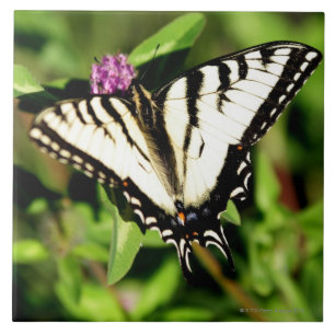 Tiger-Frack-Schmetterling. Papilio glacus. Fliese