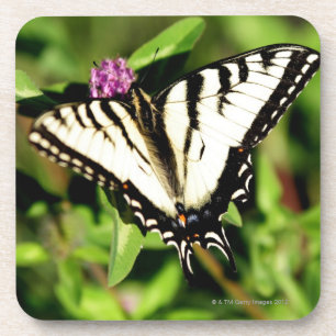 Tiger-Frack-Schmetterling. Papilio glacus. Untersetzer