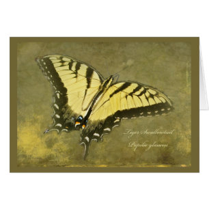Tiger-Frack-Schmetterling - Papilio glaucus