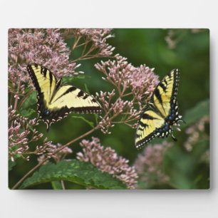 Tiger-Frack-Schmetterlinge auf Joe Pye Weed Fotoplatte