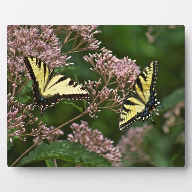 Tiger-Frack-Schmetterlinge auf Joe Pye Weed Fotoplatte (Vorderseite)