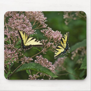 Tiger-Frack-Schmetterlinge auf Joe Pye Weed Mousepad