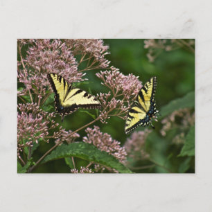 Tiger-Frack-Schmetterlinge auf Joe Pye Weed Postkarte