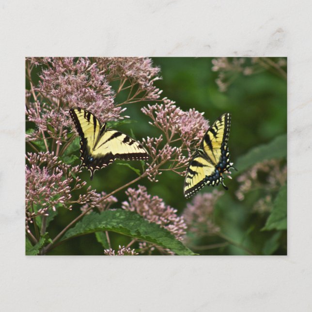 Tiger-Frack-Schmetterlinge auf Joe Pye Weed Postkarte (Vorderseite)