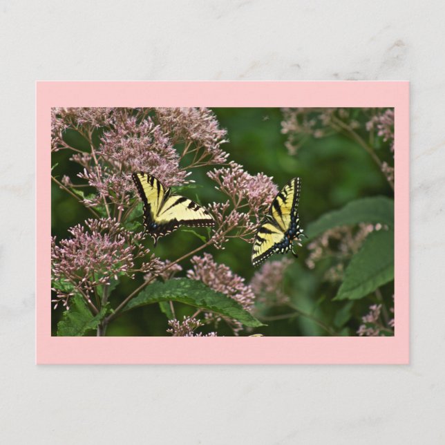 Tiger-Frack-Schmetterlinge auf Joe Pye Weed Postkarte (Vorderseite)