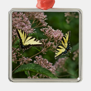 Tiger-Frack-Schmetterlinge auf Joe Pye Weed Silbernes Ornament