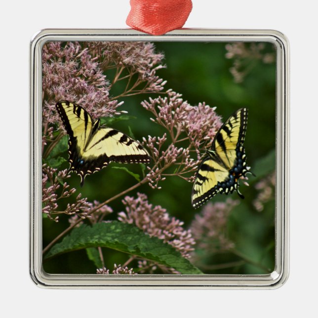Tiger-Frack-Schmetterlinge auf Joe Pye Weed Silbernes Ornament (Vorne)