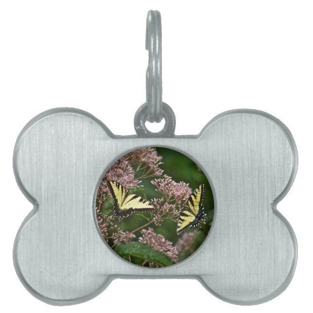 Tiger-Frack-Schmetterlinge auf Joe Pye Weed Tiermarke (Vorderseite)