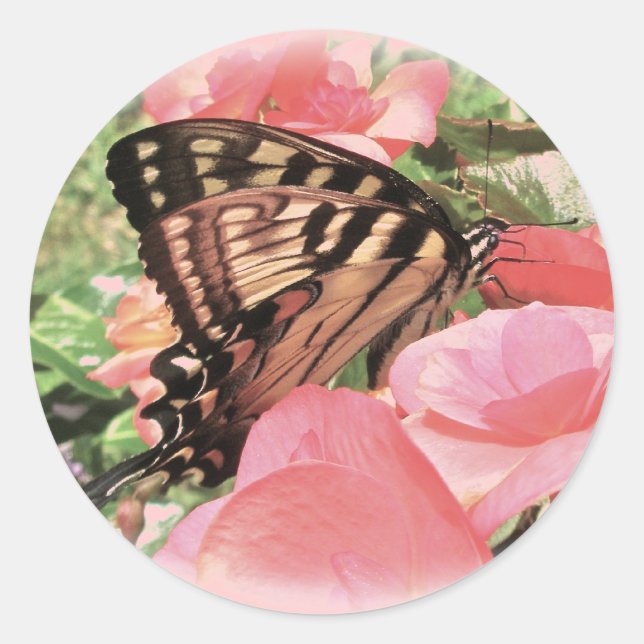 Tiger Frack Stickers (Vorderseite)