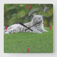 Tiger Friend