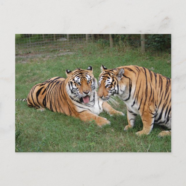 Tiger Friends-009 Postkarte (Vorderseite)