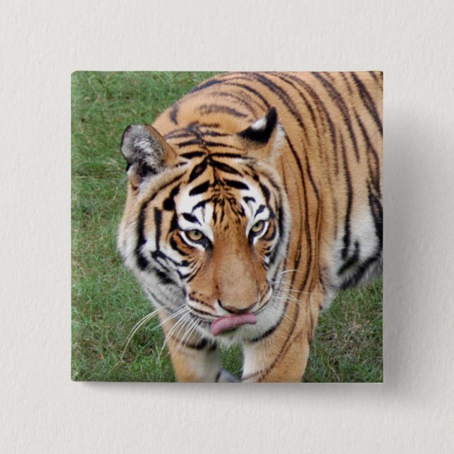 Tiger Friends-011 Button (Vorderseite)