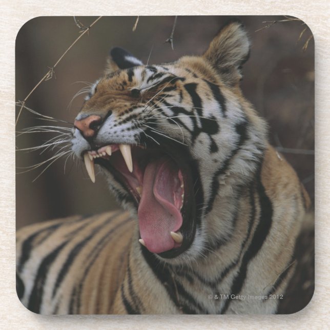 Tiger gähnendes CUB Untersetzer (Vorderseite)