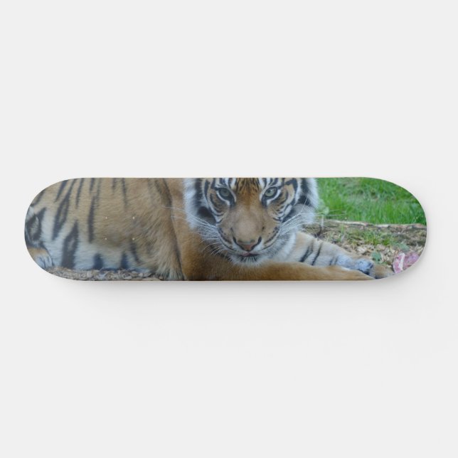 Tiger Gaze Skateboard (Horizontal)