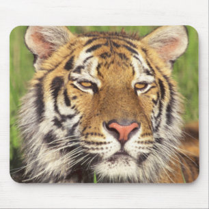Tiger-Gesicht Mousepad
