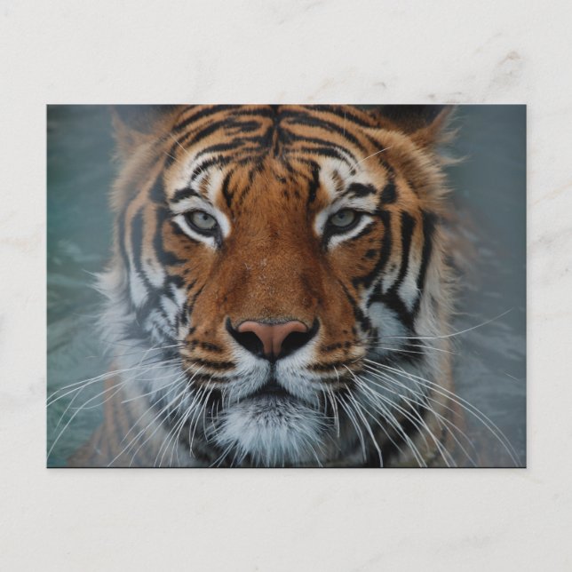 Tiger-Gesichts-Postkarte Postkarte (Vorderseite)