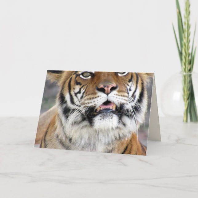 Tiger Greeting Card Karte (Vorderseite)
