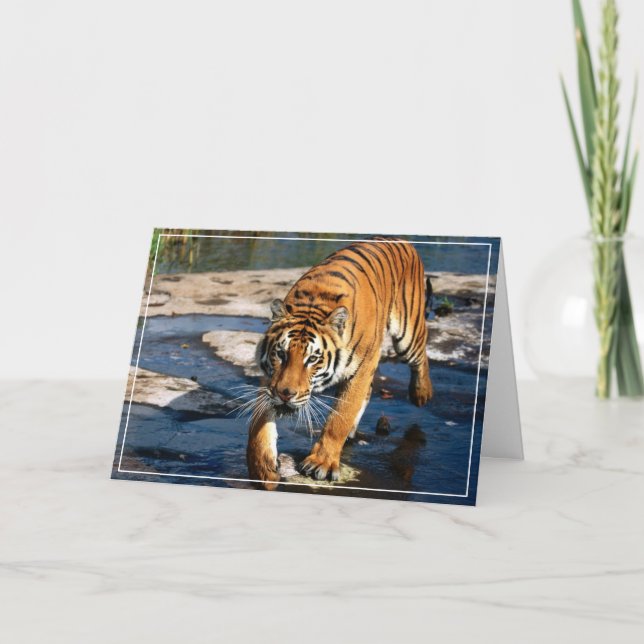 Tiger Greeting Card Karte (Vorderseite)