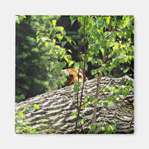 Tiger Guck-mal-weg-Magnet Magnet