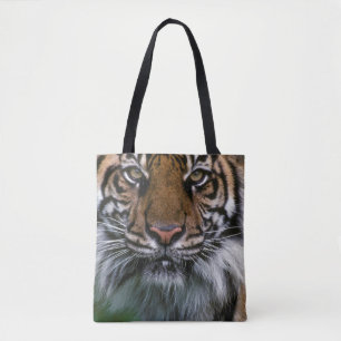 Tiger Head and Face